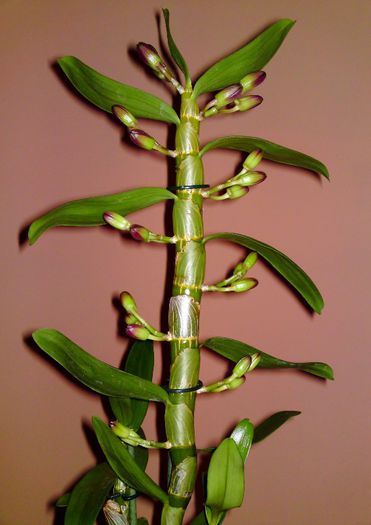  - Dendrobium 2