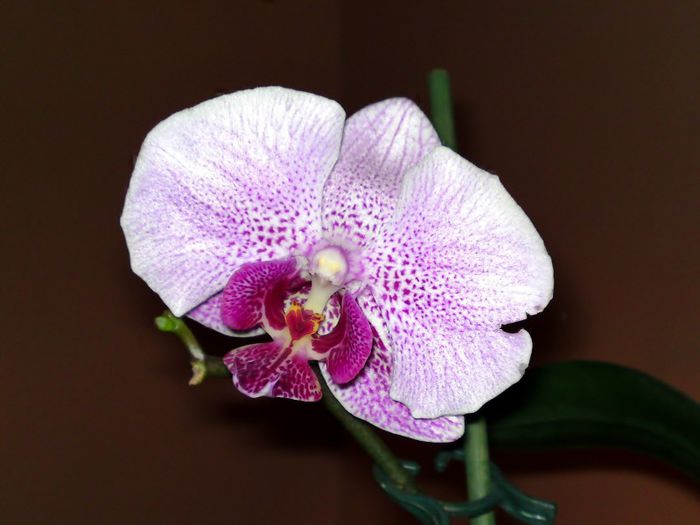  - Phalaenopsis 2