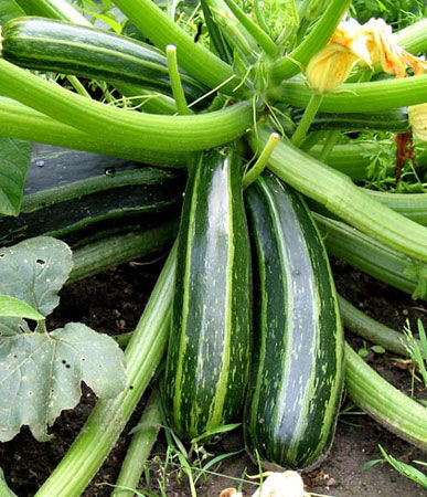 Dovlecel zucchini Cocozel