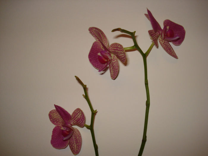 DSC06144 - FLORI 2013