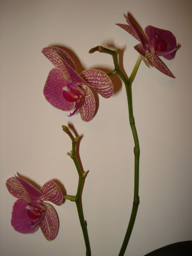 DSC06147 - FLORI 2013