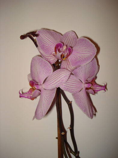 DSC06149 - FLORI 2013