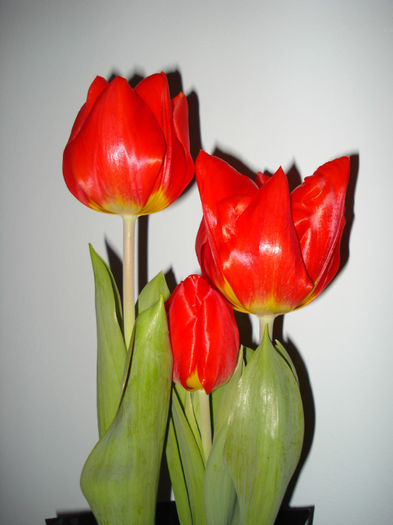 DSC06152 - FLORI 2013