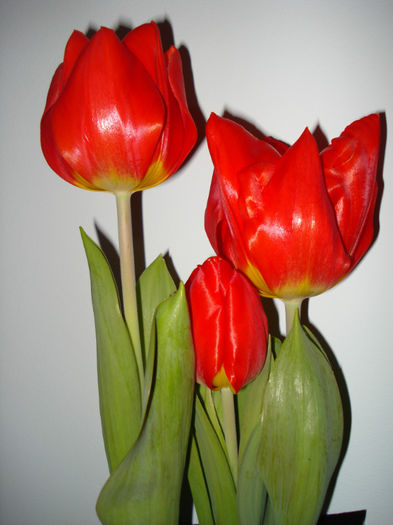 DSC06153 - FLORI 2013