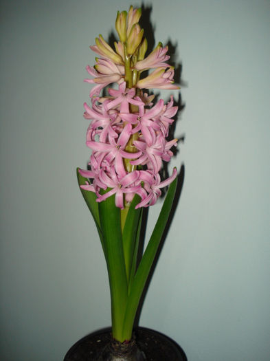 DSC06158 - FLORI 2013