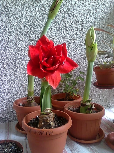 amarilys1 - Amaryllis