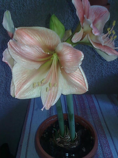 amy1 - Amaryllis