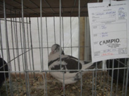 mascul 2011 - Porumbei americani giant homer vanduti