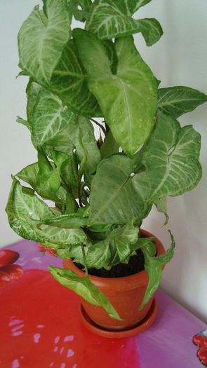 Syngonium Podophyllum - Plante de interior