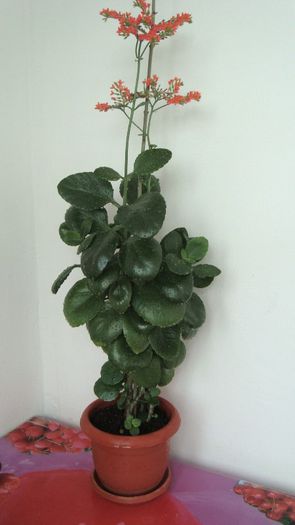 Kalanchoe Blossfeldiana