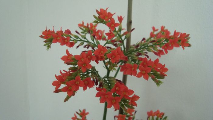 Kalanchoe Blossfeldiana