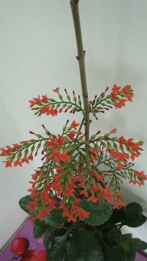 Kalanchoe Blossfeldiana