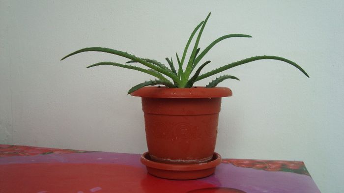 Aloe Vera - Plante de interior