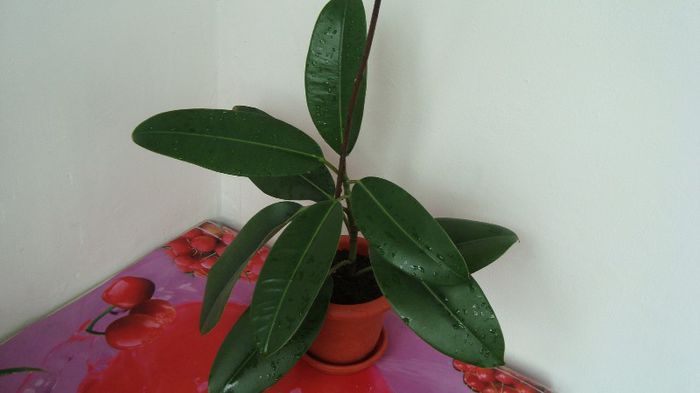 Ficus - Plante de interior