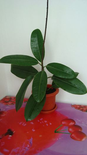 Ficus - Plante de interior
