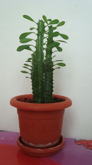 Euphorbia trigona - Plante de interior