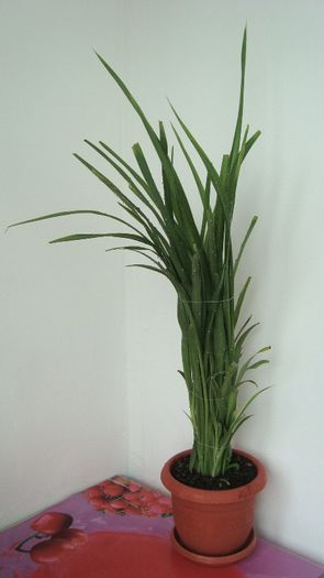 Chlorophytum comosum - Plante de interior