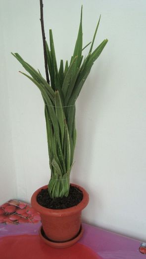 Chlorophytum comosum - Plante de interior
