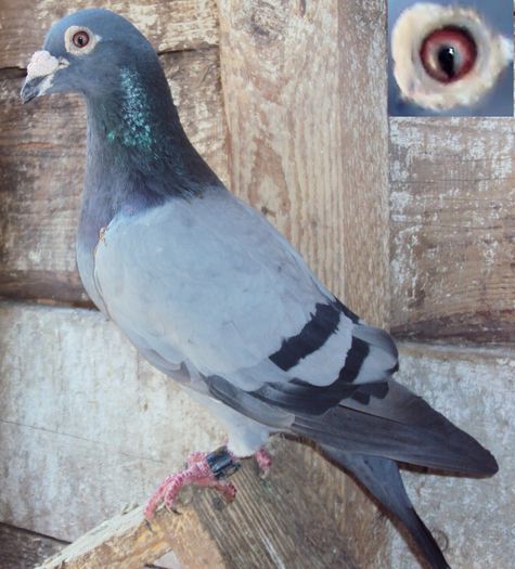 TATAL MASCULULUI; DIRECT HETEREN-FIUL CELEBRULUI 329(CAMPION IN OLANDA 3 ANI CONSECUTIV)
