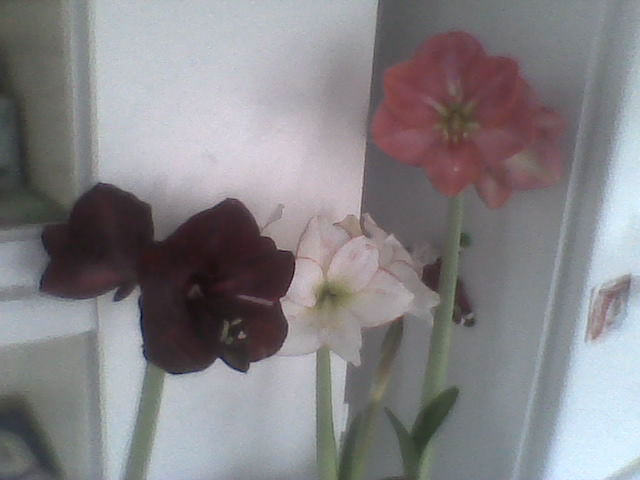 picote, vera ,gand cru 23.2.2013 - amaryllis2012-2013