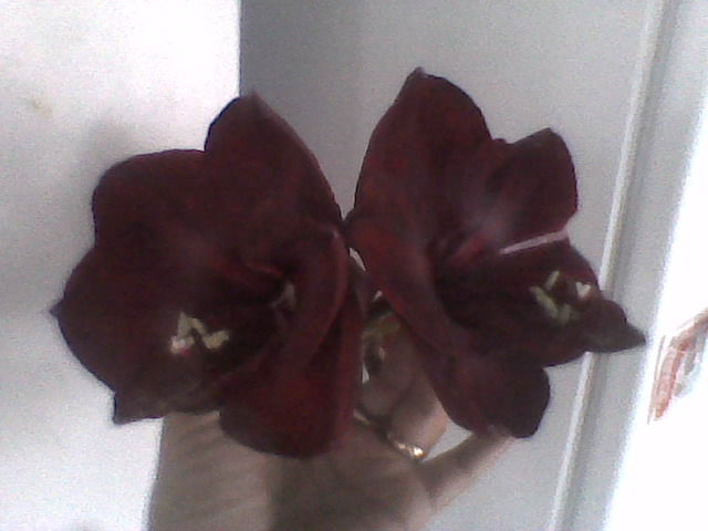 Imag0251 - amaryllis2012-2013