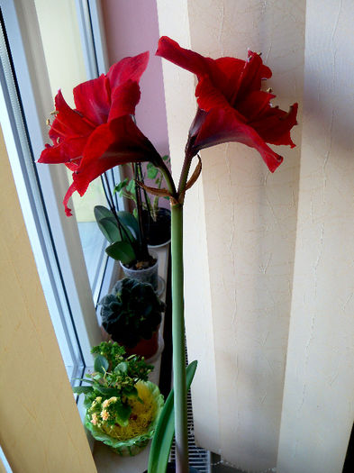 101_6965 - AMARYLLIS Hippeastrum