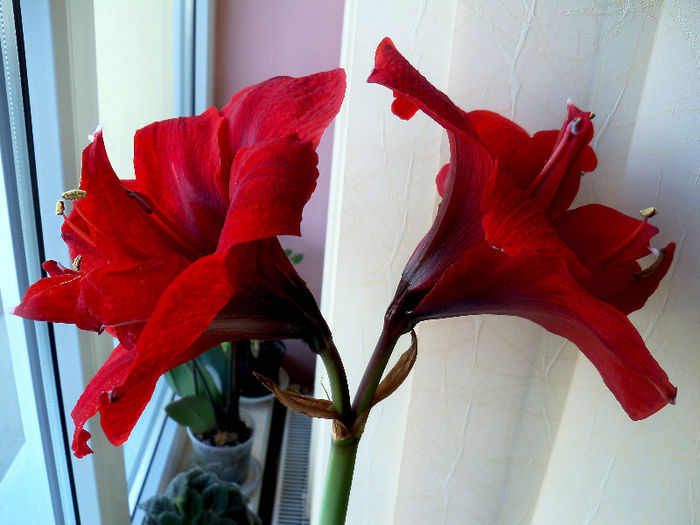 101_6963 - AMARYLLIS Hippeastrum