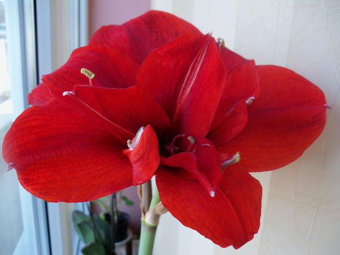 101_6966 - AMARYLLIS Hippeastrum