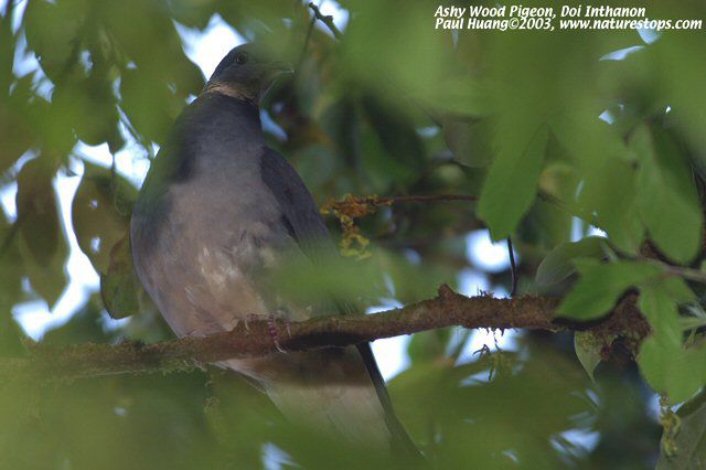 Ashy wood pigeon - PORUMBEI SALBATICI DE PE NET