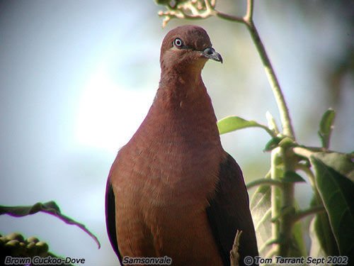 Brown cuckoo_dove - PORUMBEI SALBATICI DE PE NET