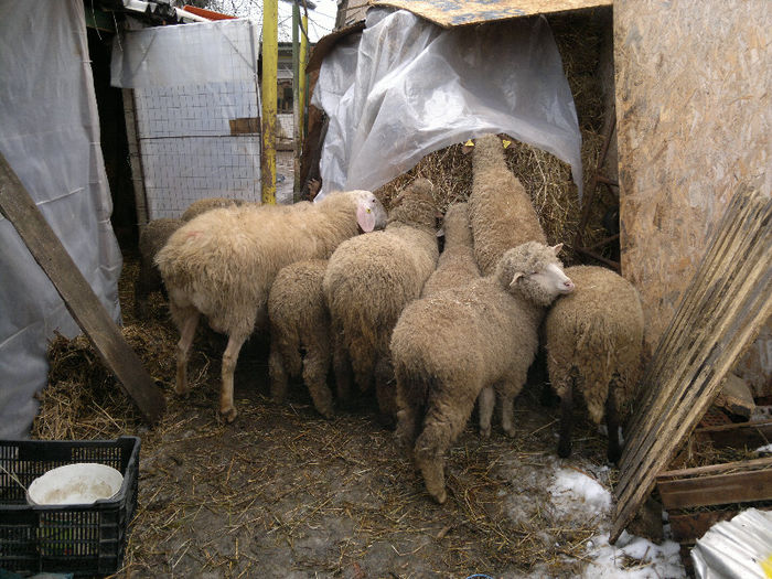 020220131062 - Merinos de Palas si tigai