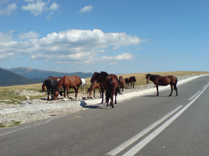 DSC00253 - Transalpina