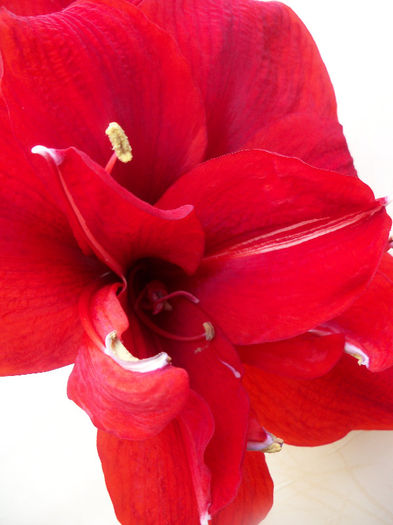 101_6968 - AMARYLLIS Hippeastrum