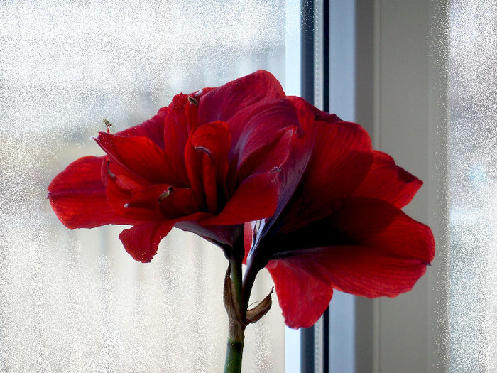 101_69791 - AMARYLLIS Hippeastrum