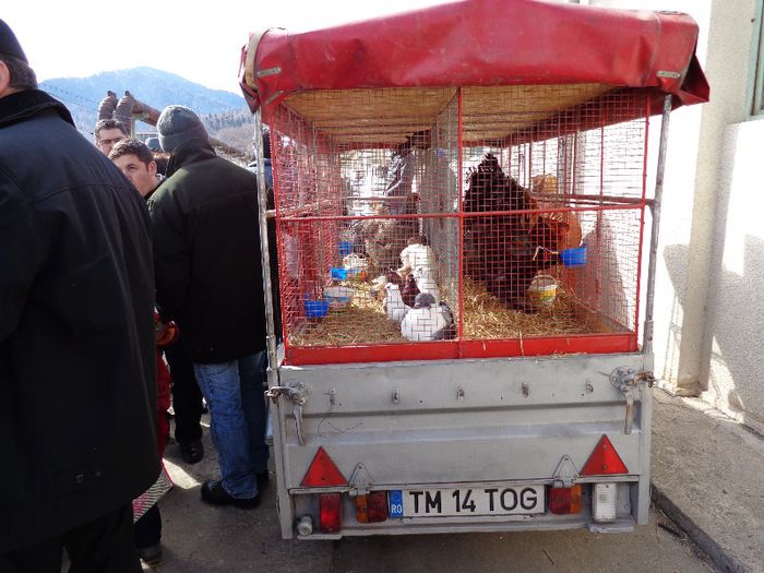 Oaspeti din Timisoara ... - Expo BRASOV pasari de curte si toate orataniile Februarie 2013