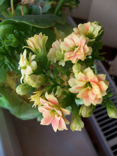 kalanchoe blossfeldiana