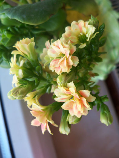 kalanchoe blossfeldiana - ALTE PLANTE