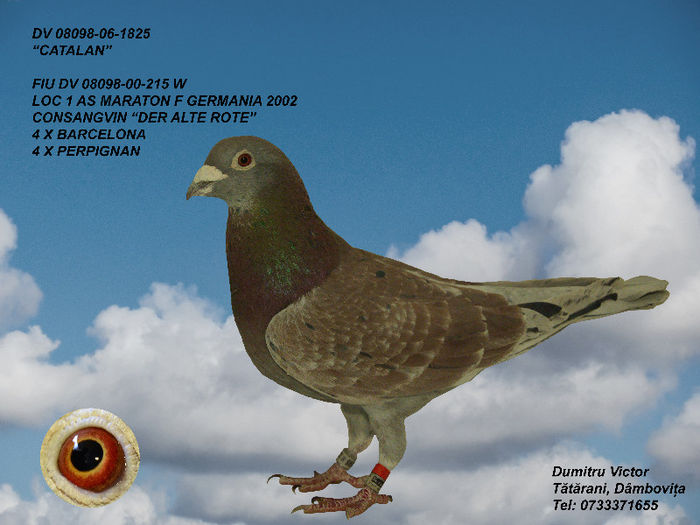 CATALAN - Poze si pedigree porumbei reproductie