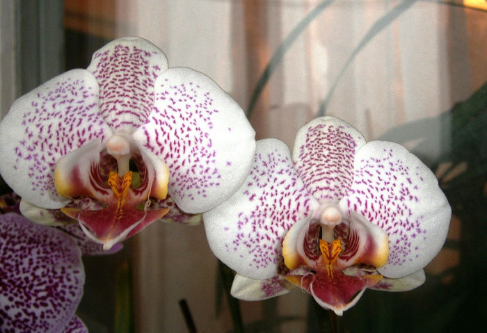 P2230006 - Reinfloriri orhidee 2013