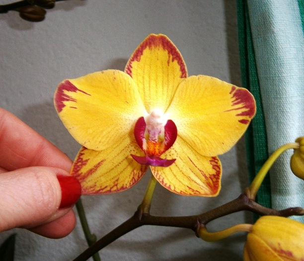 P2230009 - Reinfloriri orhidee 2013