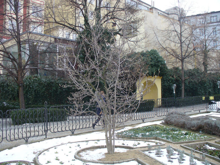 magnolie inmugurita - Praga 20_02_2013