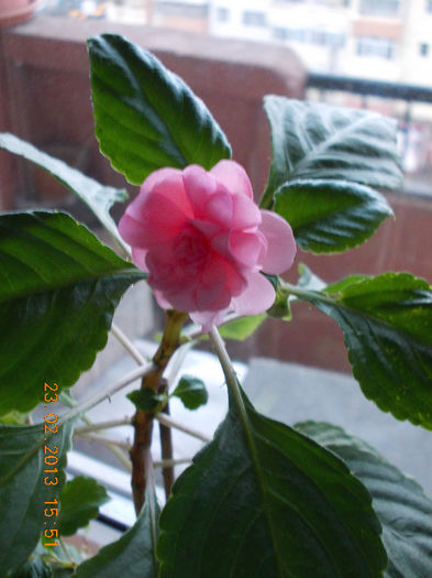 23 febr 2013-flori 009
