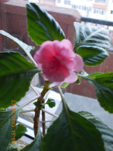 impatiens roz batut - februarie 2013