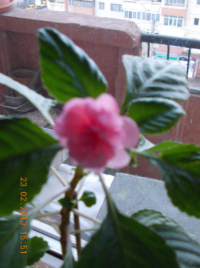 23 febr 2013-flori 008
