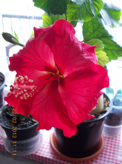 23 febr 2013-flori 006 - februarie 2013