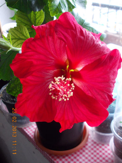 hibi  de la mama - hibiscus -1