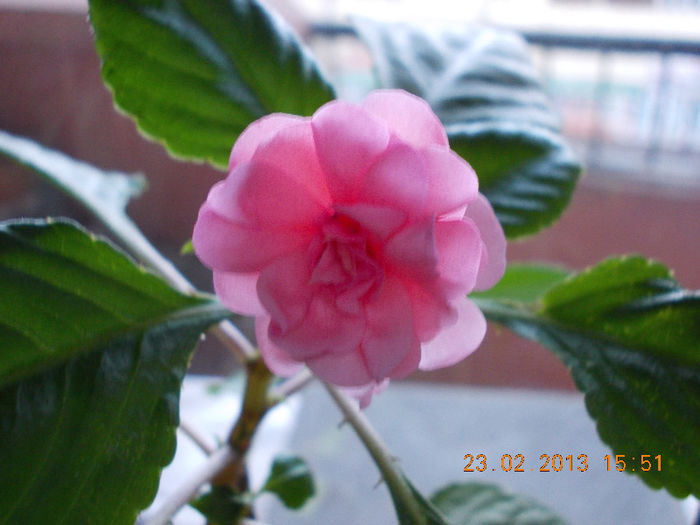 impatiens roz batut - impatiens