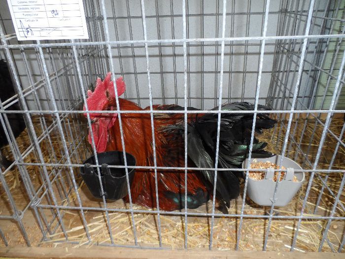 SAM_3132 - Expo Brasov 2013