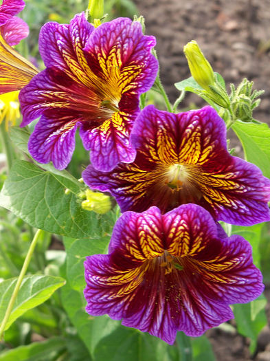 2181476010105256805FNWSBx_fs - Salpiglossis sinuata 2010