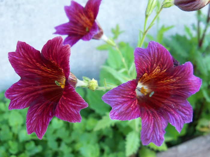 2273818050105256805MNpgat_fs - Salpiglossis sinuata 2010